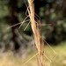 Columbia Needlegrass - Photo (c) Peter Zika, some rights reserved (CC BY-NC), uploaded by Peter Zika
