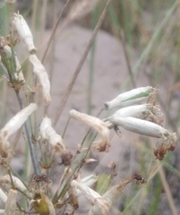 Silene chlorantha