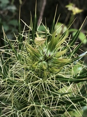 Ptilostemon casabonae