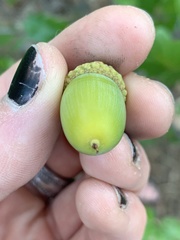 Quercus garryana breweri