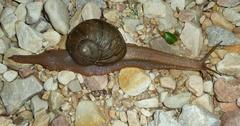 Natalina cafra