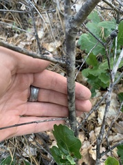 Quercus garryana breweri