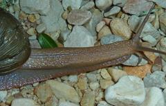 Natalina cafra