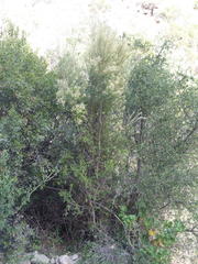 Phylica paniculata