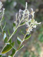 Phylica paniculata