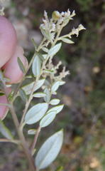 Phylica paniculata