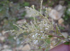 Phylica paniculata