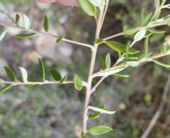 Phylica paniculata