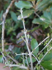 Coprosma obconica