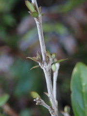Coprosma obconica