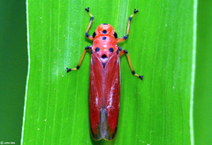 Bothrogonia indistincta
