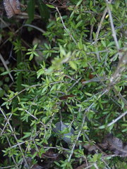 Coprosma obconica