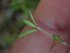 Coprosma obconica