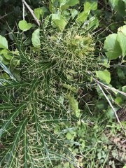 Ptilostemon casabonae