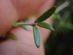 Coprosma obconica