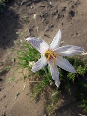 Zephyranthes jamesonii