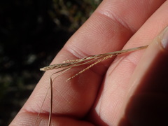 Carex dolomitica
