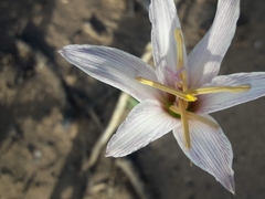 Zephyranthes jamesonii