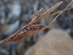 Carex dolomitica