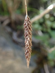 Carex dolomitica