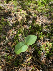 Neottia banksiana