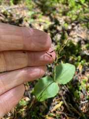 Neottia banksiana