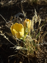 Zephyranthes gilliesiana