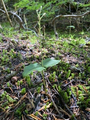 Neottia banksiana