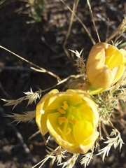 Zephyranthes gilliesiana