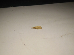 Diatraea saccharalis