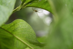 Oxyopes macilentus