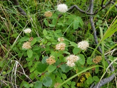 Spiraea stevenii