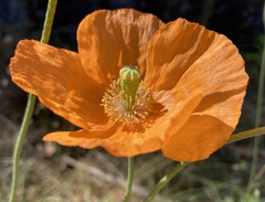 Papaver atlanticum
