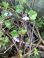 Cymbalaria muralis