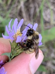Bombus appositus