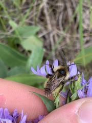 Bombus appositus