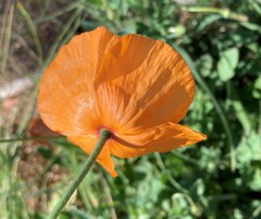 Papaver atlanticum