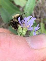 Bombus appositus