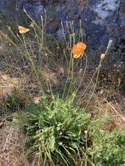Papaver atlanticum