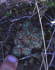 Psammotropha mucronata mucronata