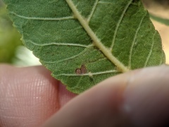 Stigmella longisacca