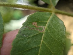 Stigmella longisacca