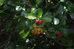 Psychotria capensis capensis