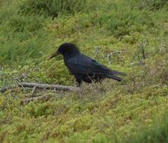 Corvus capensis capensis