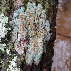 Brigantiaea leucoxantha