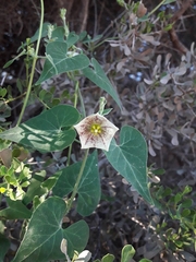 Philibertia gilliesii