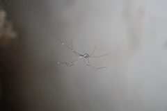 Pholcus phalangioides