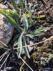 Saussurea angustifolia