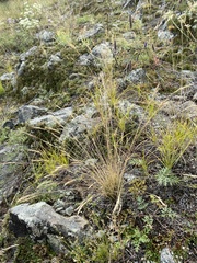 Festuca lenensis