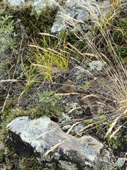 Festuca lenensis
